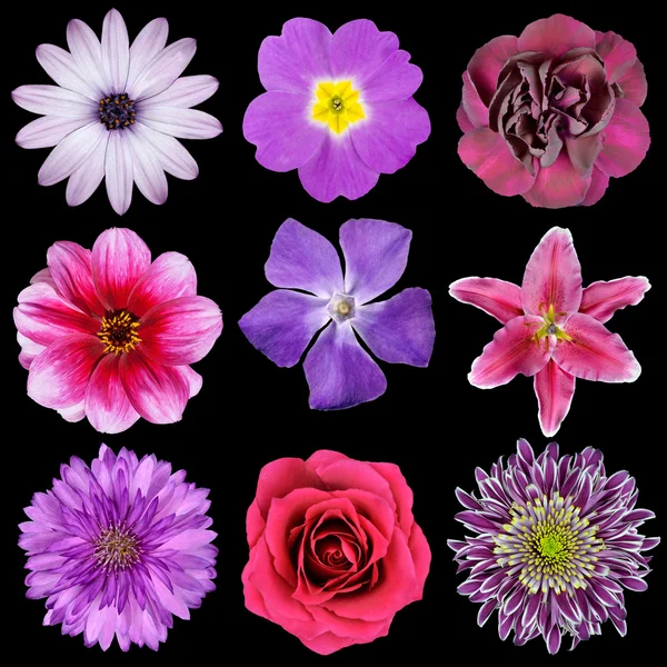 블랙에 고립 된 다양 한 분홍색, 보라색, 빨간색 꽃 — 스톡 사진
