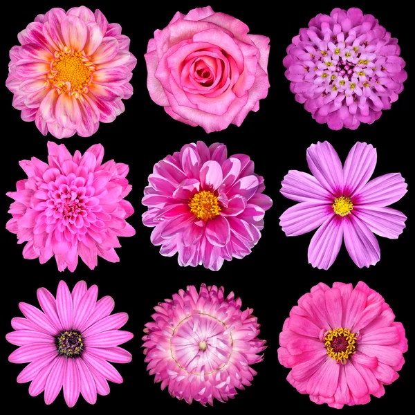 Auswahl rosa weißer Blüten isoliert auf schwarz — Stockfoto