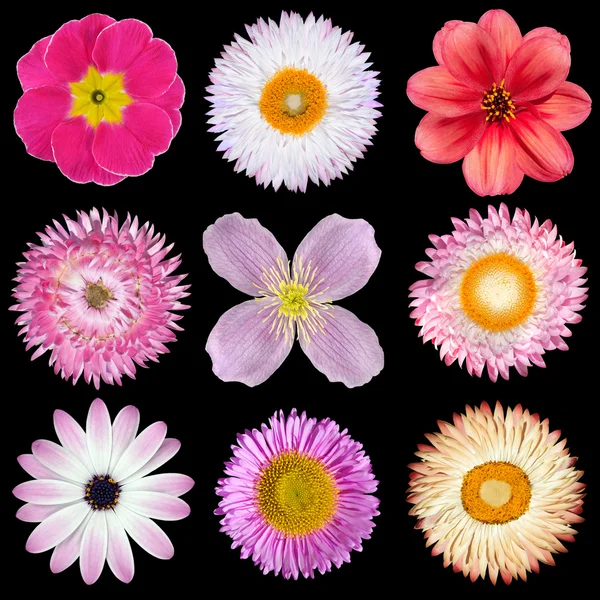 Различные розовые, красные, белые цветки, сложенные — стоковое фото