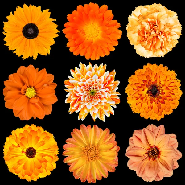 Auswahl verschiedener orangefarbener Blüten isoliert auf schwarz — Stockfoto