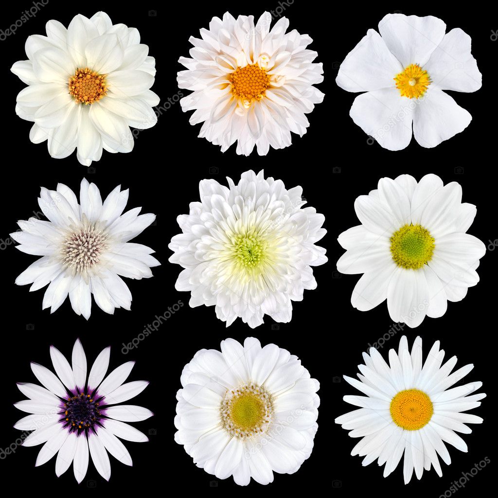 Various Selection of White Flowers Isolated on Black