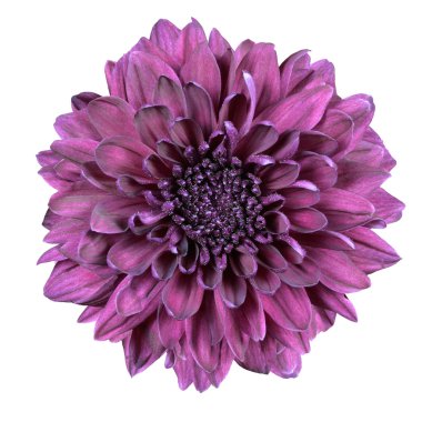 Purple Chrysanthemum Flower Isolated on White clipart