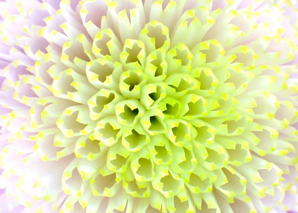 Macro Close up on Dahlia Flower Center — Stock Photo, Image