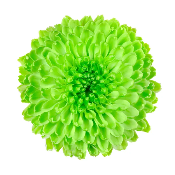 Vápno zelené pom pom květina izolované na bílém — Stock fotografie