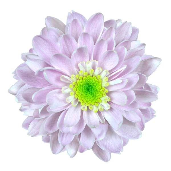 Pink and White Dahlia Flower Isolated on White — Stock Photo, Image