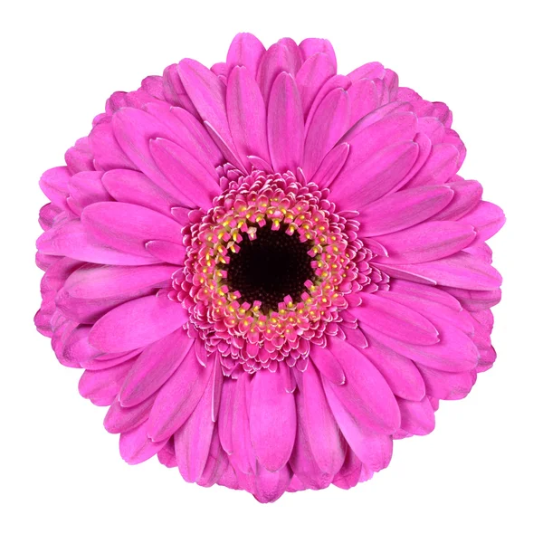 Rosa gerbera ringblomma blomma isolerad på vit — Stockfoto