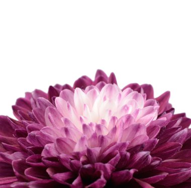 Purple Chrysanthemum Flower with White Center Isolated clipart