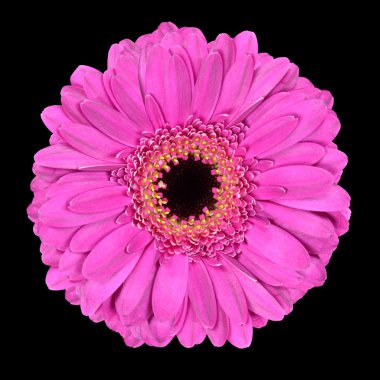 pembe gerbera çiçek makro üzerine siyah izole