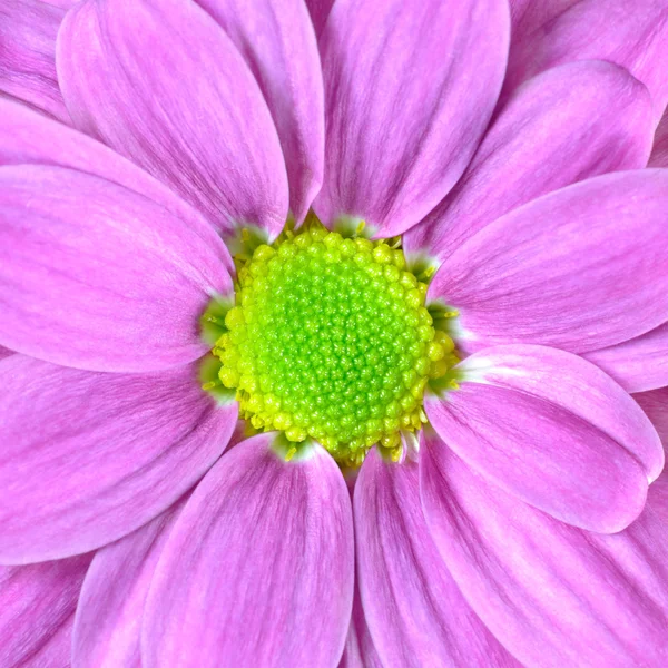 Macro van roze dahlia bloem met lime groene center — Stockfoto