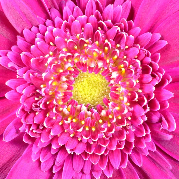 粉红色格柏花卉与黄色中心广场 — 图库照片
