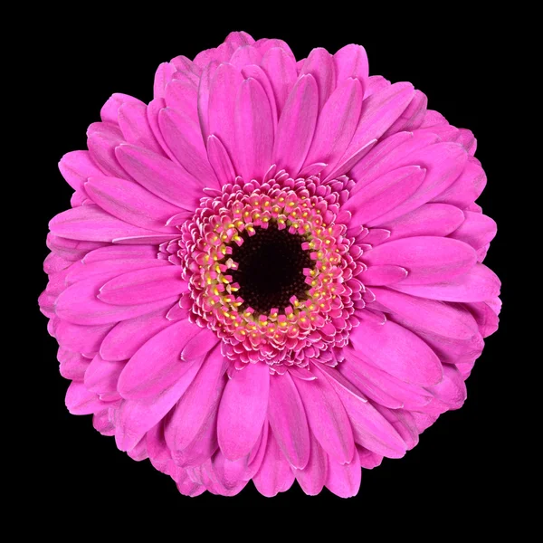 Roze gerbera bloem macro geïsoleerd op zwart — Stockfoto