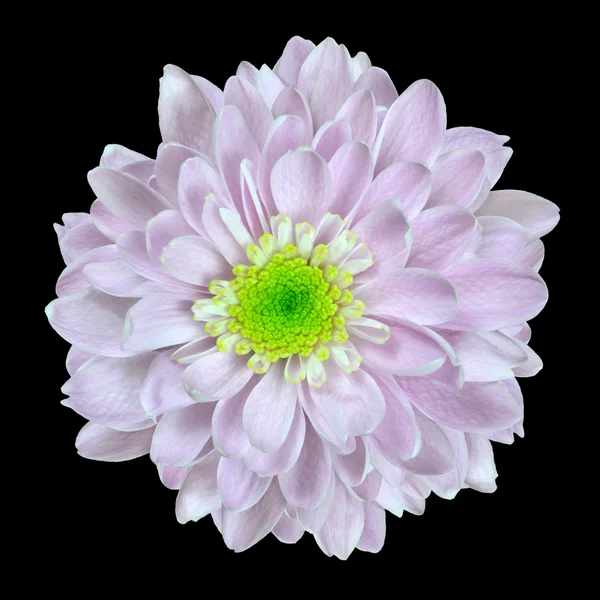 Pink Dahlia Flower with Lime Center Isolated on Black — Stock Photo, Image