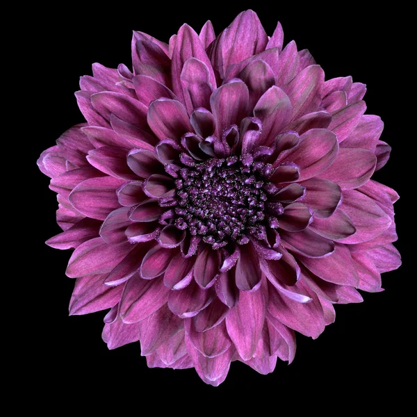Flor de crisantemo púrpura aislada en negro — Foto de Stock