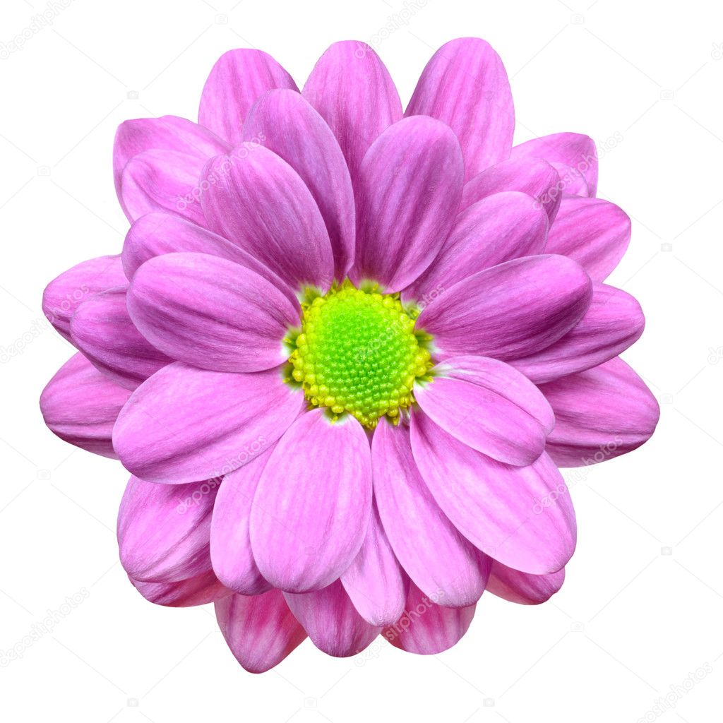 Pink Dahlia Flower with Lime Green Center Isolated — Stock ...