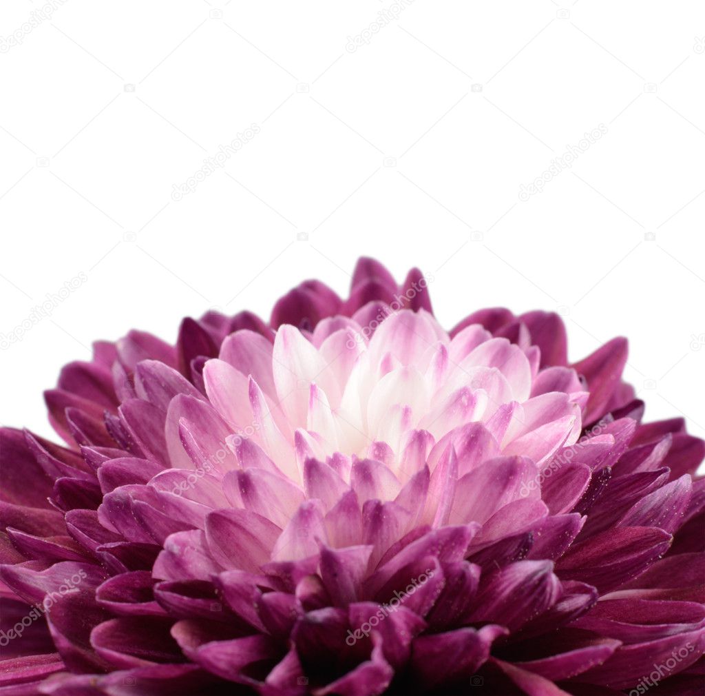 Purple Chrysanthemum Flower with White Center Isolated