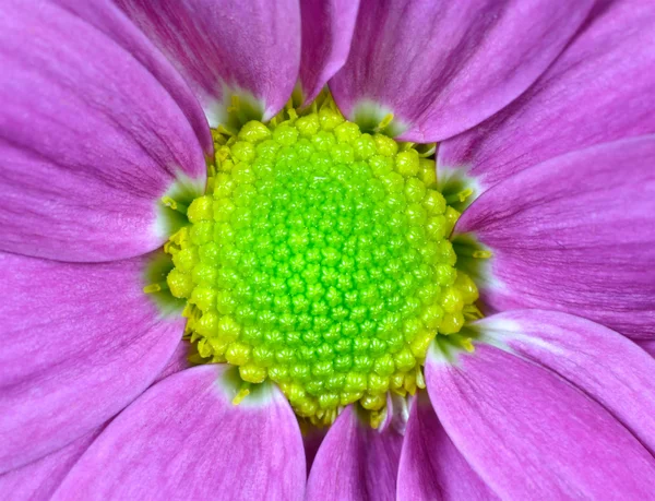 Fiore rosa Dahlia con centro verde lime Macro — Foto Stock