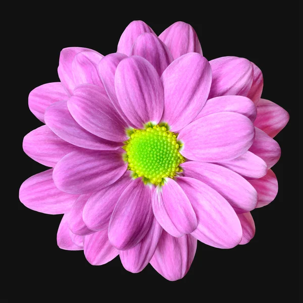Rosa Dahlienblüte mit lindgrünem Zentrum isoliert — Stockfoto