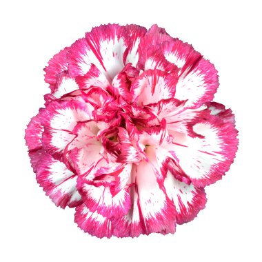 Pink Carnation Flower Isolated on White clipart