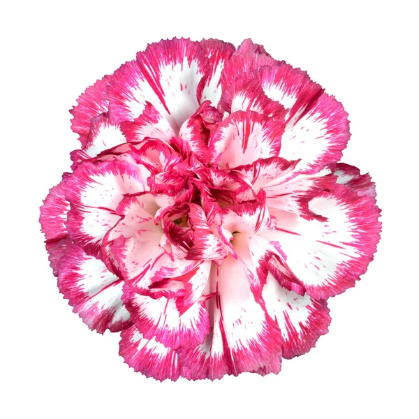 Ροζ λουλούδι γαρύφαλλο απομονώνονται σε λευκό — Φωτογραφία Αρχείου