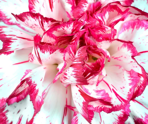 Makro aus rosa und weißen Blume Vollrahmen — Stockfoto