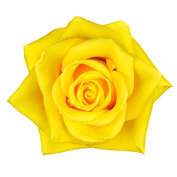 Linda flor de rosa amarela isolada no branco — Fotografia de Stock