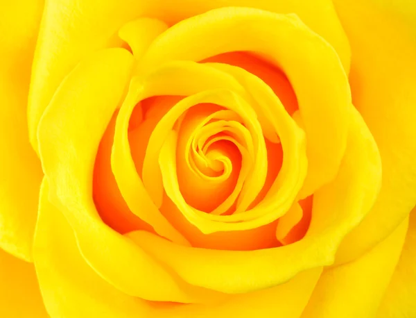 Macro de flor de rosa amarela perfeita — Fotografia de Stock