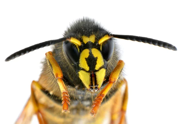 Ultra macro op bee hoofd met antenaas — Stockfoto