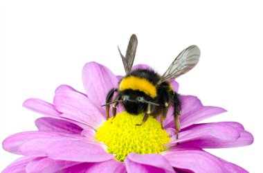 Bumblebee pollinating on Pink Daisy Flower clipart