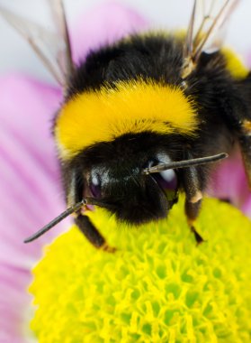 Bumblebee Pollination on Yellow Flower clipart