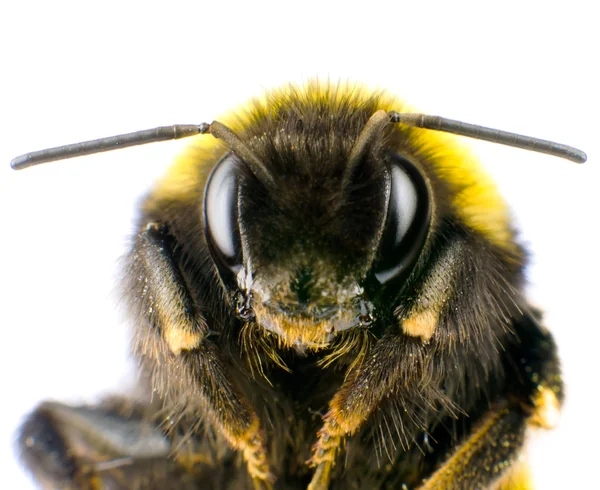Ultra Macro de cabeza de abejorro con antenas —  Fotos de Stock