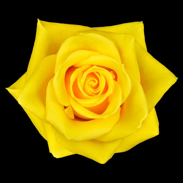 Rosa amarilla flor aislada en negro — Foto de Stock