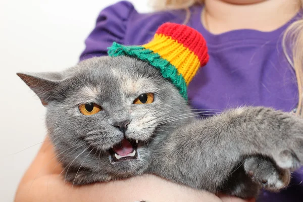 stock image Portrait of a cat with hat on a white background