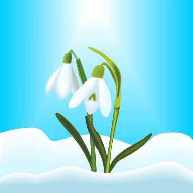 Snowdrops clipart