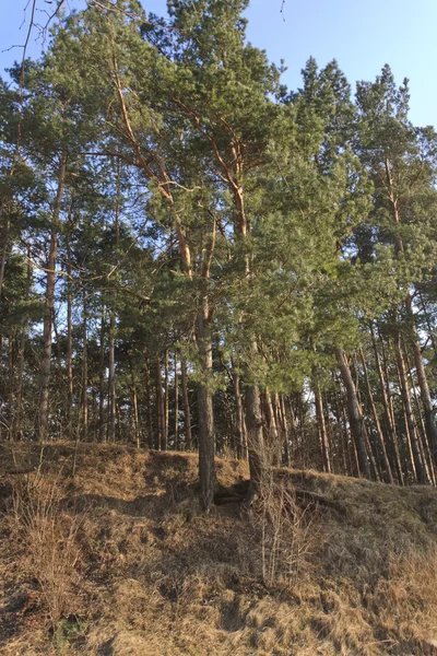 언덕에 소나무 — 스톡 사진