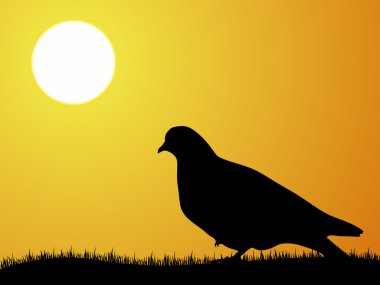 gün ışığı görünümünde güvercin