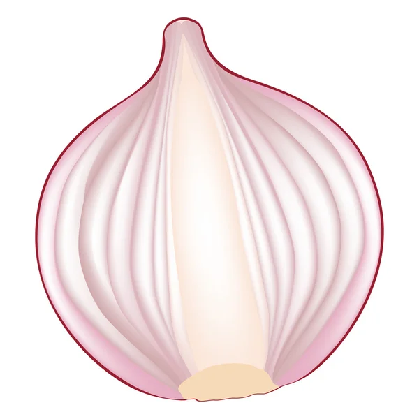 Cebolla rosa — Vector de stock