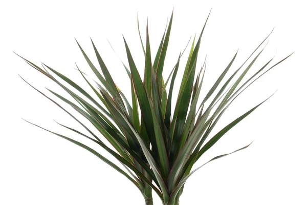 stock image Leaf of dracena