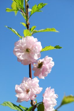 çiçek açması bush