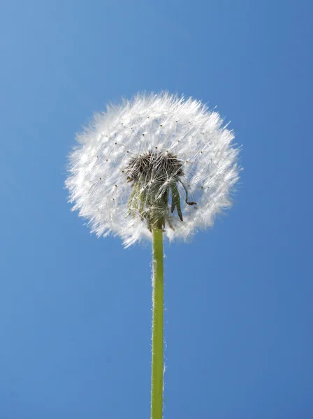 stock image Dandelion against the sky