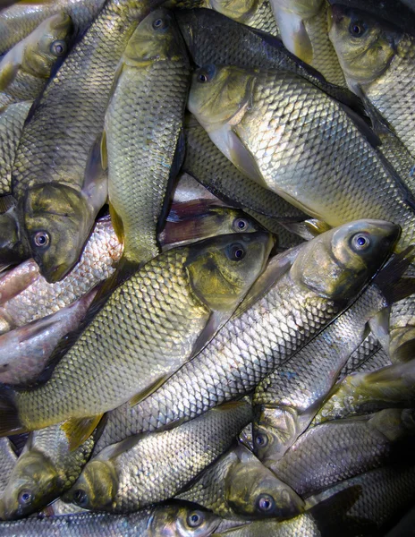 stock image Raw river fish