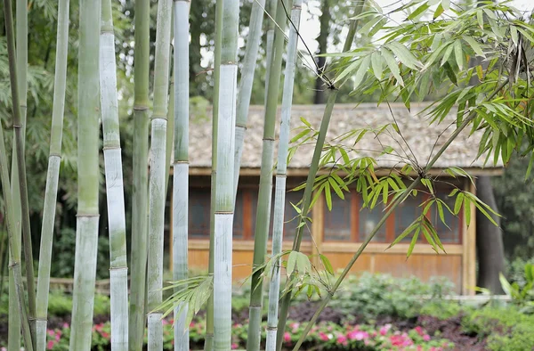 stock image Bamboo groves and hut