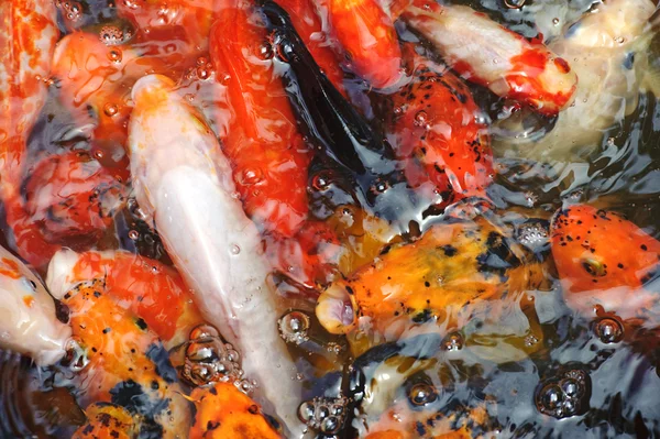Beautiful golden koi fish — Stock Photo, Image