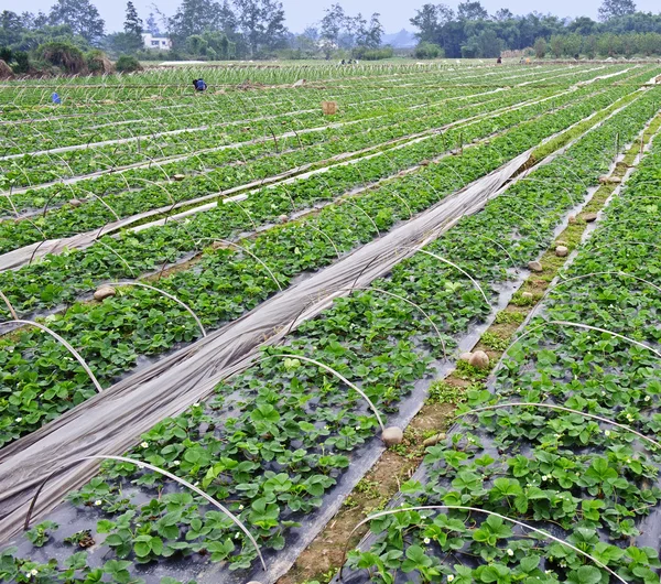 stock image Rows of young strawberry field