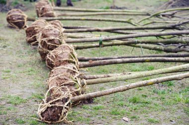 The saplings waiting for planting on arbor day clipart