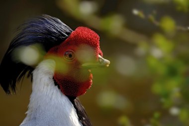 curassow, sülün veya uzun kuyruk ile cracidae