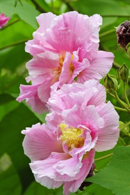 parlak pembe hibiscus Çiçek Bahçe