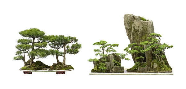 Kinas bonsai – stockfoto