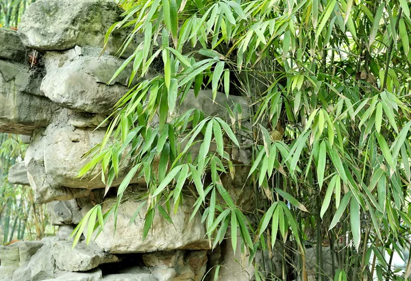 The bamboo groves and stones — Stock Photo, Image