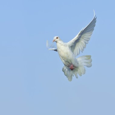 White dove in free flight under blue sky clipart