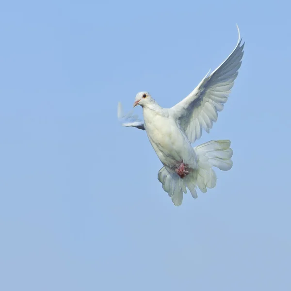 Bílá holubice volného letu pod modrou oblohou — Stock fotografie